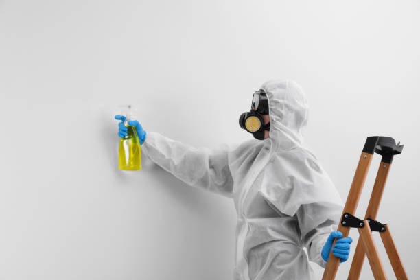 Best Mold Removal for HVAC Installations in USA